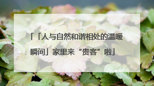 「人与自然和谐相处的温暖瞬间」家里来“贵客”啦