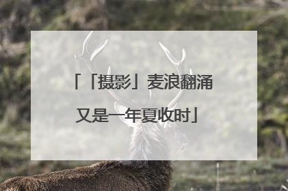 「摄影」麦浪翻涌 又是一年夏收时