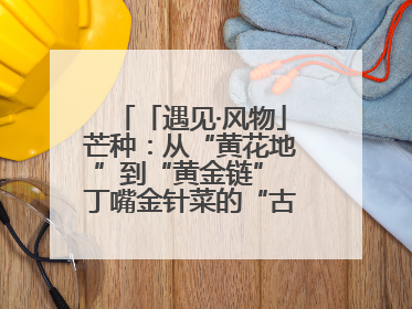 「遇见·风物」芒种：从“黄花地”到“黄金链” 丁嘴金针菜的“古法”经