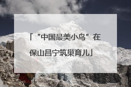 “中国最美小鸟”在保山昌宁筑巢育儿
