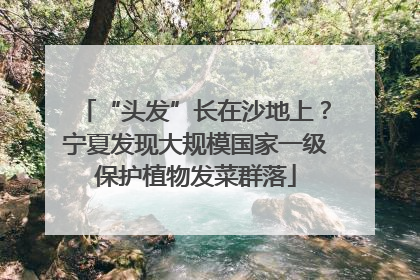 “头发”长在沙地上？宁夏发现大规模国家一级保护植物发菜群落
