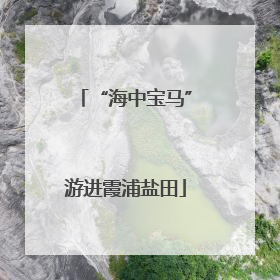 “海中宝马”游进霞浦盐田