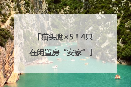 猫头鹰×5！4只在闲置房“安家”