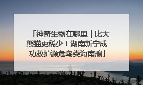 神奇生物在哪里｜比大熊猫更稀少！湖南新宁成功救护濒危鸟类海南鳽