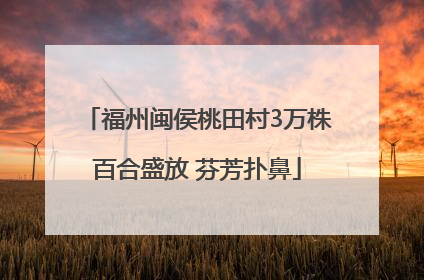 福州闽侯桃田村3万株百合盛放 芬芳扑鼻