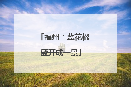 福州：蓝花楹盛开成一景