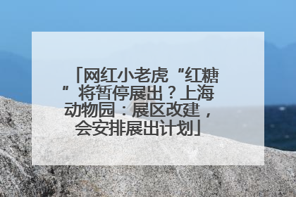 网红小老虎“红糖”将暂停展出？上海动物园：展区改建，会安排展出计划