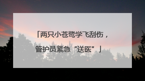 两只小苍鹭学飞刮伤，管护员紧急“送医”
