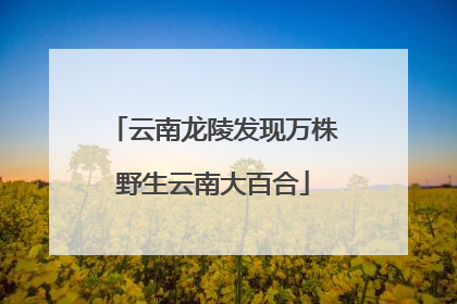 云南龙陵发现万株野生云南大百合