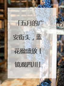 五月的广安街头，蓝花楹盛放丨镜观四川