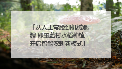 从人工弯腰到机械驰骋 即墨蓝村水稻种植开启智能农耕新模式