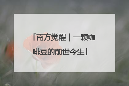 南方觉醒｜一颗咖啡豆的前世今生