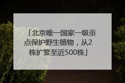 北京唯一国家一级重点保护野生植物，从2株扩繁至近500株