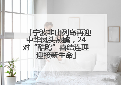 宁波韭山列岛再迎中华凤头燕鸥，24对“酷鸥”喜结连理迎接新生命
