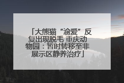 大熊猫“渝爱”反复出现脱毛 重庆动物园：暂时转移至非展示区静养治疗