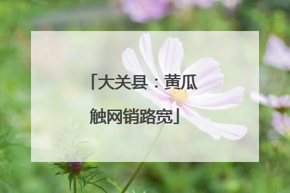 大关县：黄瓜触网销路宽