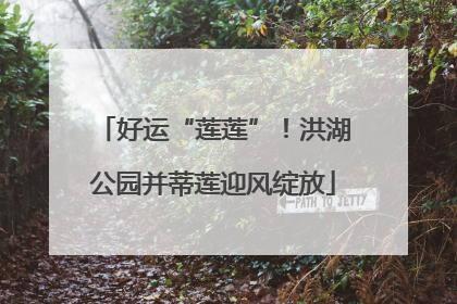 好运“莲莲”！洪湖公园并蒂莲迎风绽放
