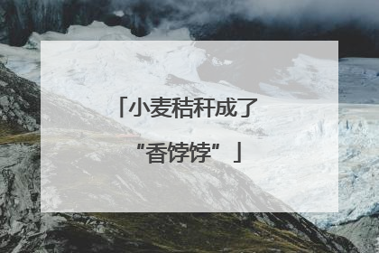 小麦秸秆成了“香饽饽”