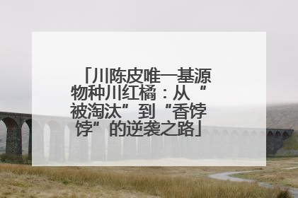 川陈皮唯一基源物种川红橘：从“被淘汰”到“香饽饽”的逆袭之路