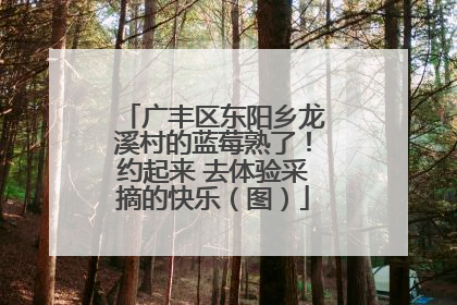 广丰区东阳乡龙溪村的蓝莓熟了！约起来 去体验采摘的快乐（图）