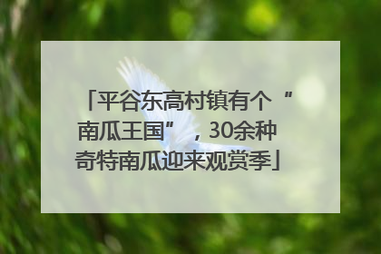 平谷东高村镇有个“南瓜王国”，30余种奇特南瓜迎来观赏季