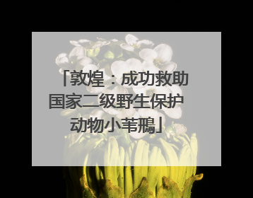 敦煌：成功救助国家二级野生保护动物小苇鳽