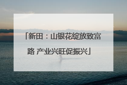 新田：山银花绽放致富路 产业兴旺促振兴