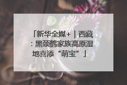 新华全媒+｜西藏：黑颈鹤家族高原湿地喜添“萌宝”