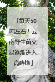 每天50吨左右！云南野生菌交易逐渐进入高峰期
