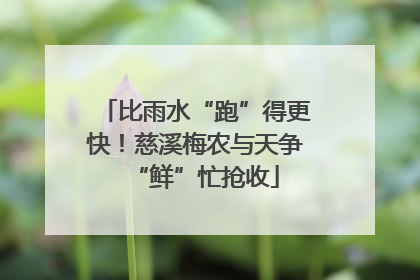 比雨水“跑”得更快！慈溪梅农与天争“鲜”忙抢收