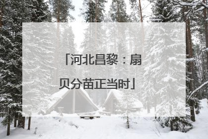 河北昌黎：扇贝分苗正当时