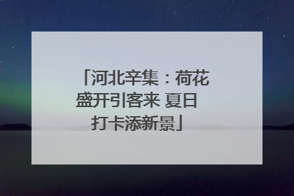 河北辛集：荷花盛开引客来 夏日打卡添新景