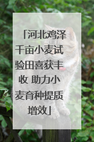 河北鸡泽千亩小麦试验田喜获丰收 助力小麦育种提质增效
