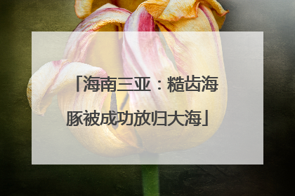 海南三亚：糙齿海豚被成功放归大海