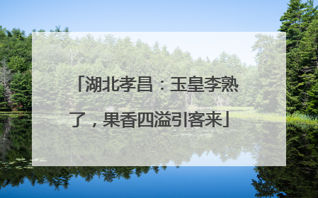 湖北孝昌：玉皇李熟了，果香四溢引客来