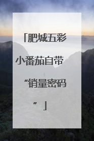 肥城五彩小番茄自带“销量密码”