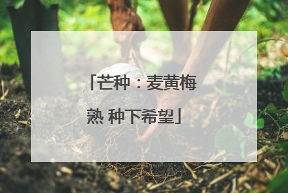 芒种：麦黄梅熟 种下希望