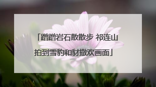 蹭蹭岩石散散步 祁连山拍到雪豹和豺撒欢画面