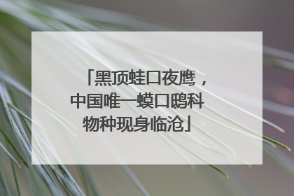 黑顶蛙口夜鹰，中国唯一蟆口鸱科物种现身临沧